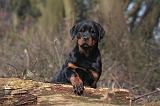 ROTTWEILER 485